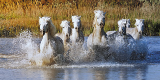 Tourisme en camargue